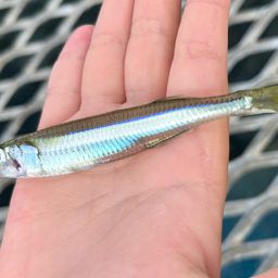 トウゴロウイワシ