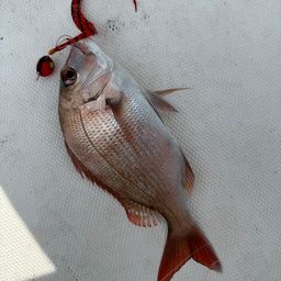 タイ