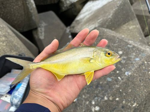 ショゴの釣果