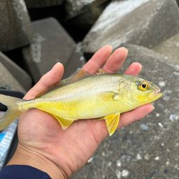 ショゴ