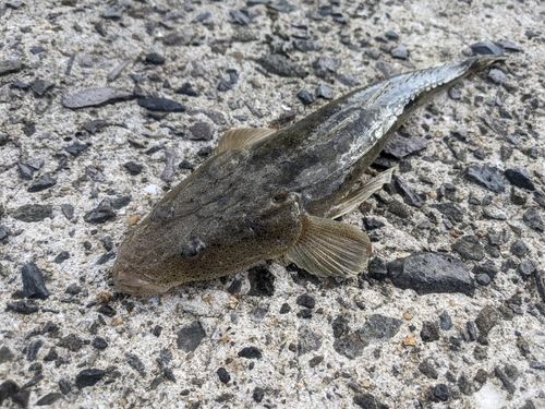 マゴチの釣果