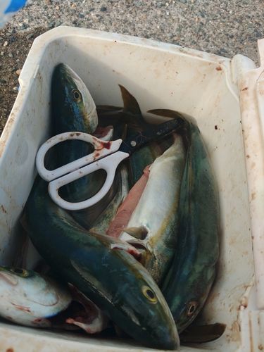 ワカシの釣果