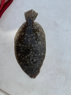 ガンゾウビラメの釣果