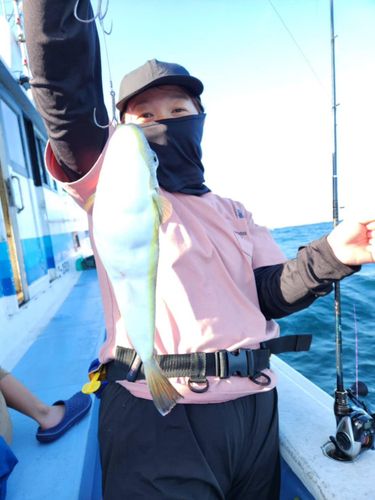 ショウサイフグの釣果