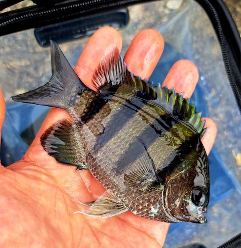 オヤビッチャの釣果