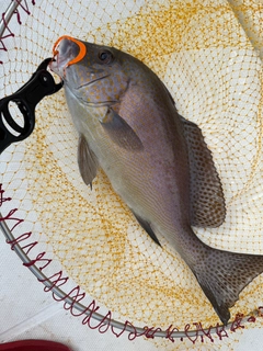 コロダイの釣果