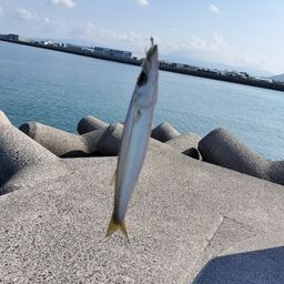 カマス