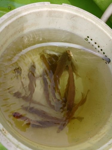 シロギスの釣果