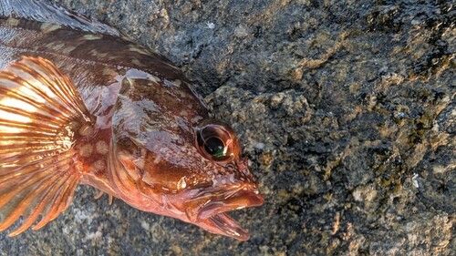 カサゴの釣果