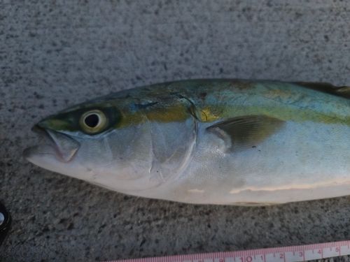 フクラギの釣果