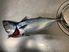 スマガツオの釣果