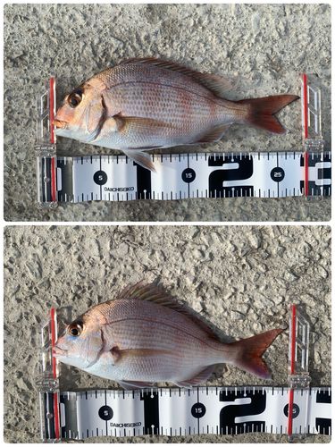 チャリコの釣果