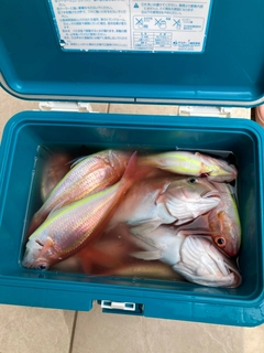 アマダイの釣果