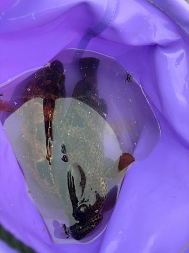 オオモンハタの釣果