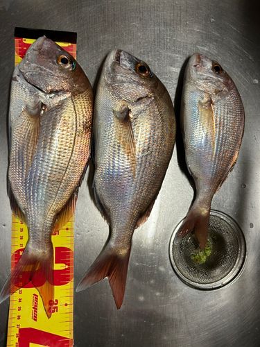 マダイの釣果