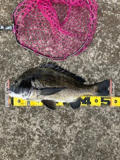 クロダイの釣果