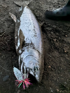 サケの釣果