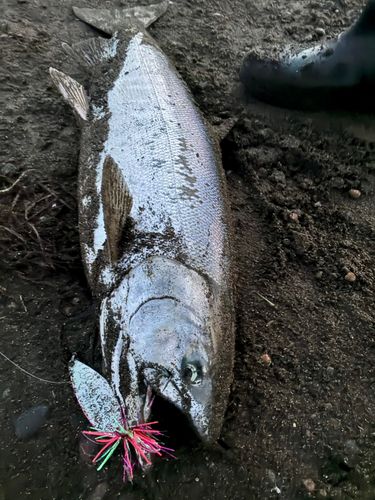 サケの釣果