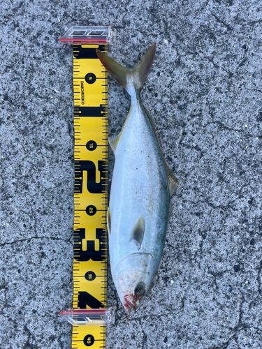 ヤズの釣果