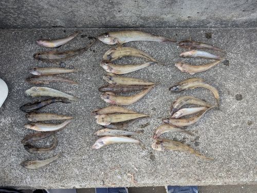 ハゼの釣果