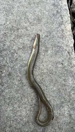 雄蛇ケ池