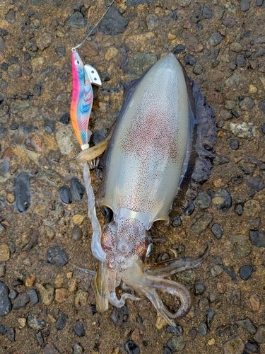 アオリイカの釣果