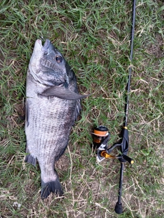 チヌの釣果