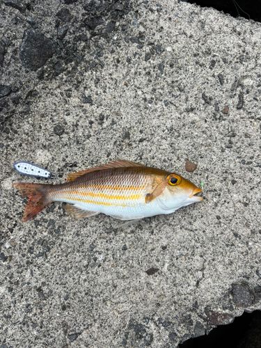 釣果