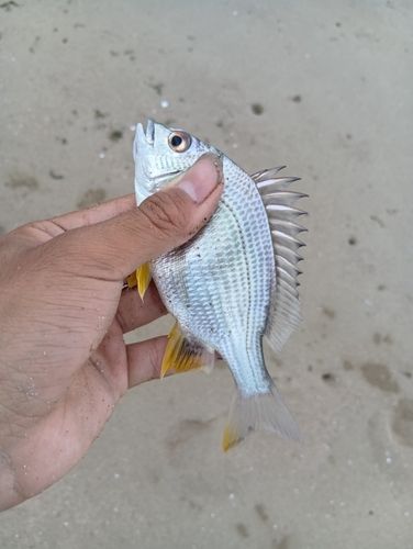 キビレの釣果