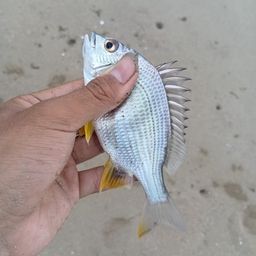 キビレ
