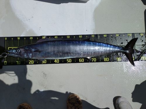 橘湾
