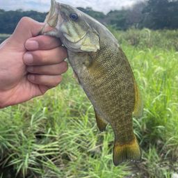 スモールマウスバス