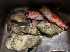 カワハギの釣果