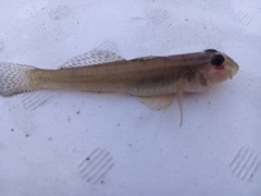 ハゼの釣果
