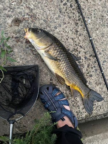 コイの釣果