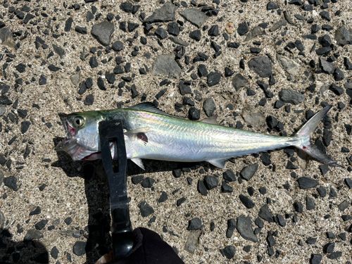 サゴシの釣果
