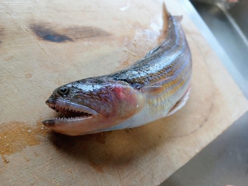 オキエソの釣果
