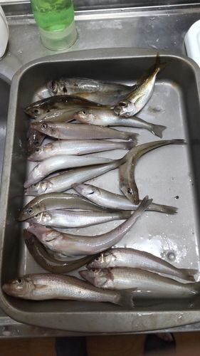 シロギスの釣果