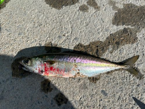 サバの釣果