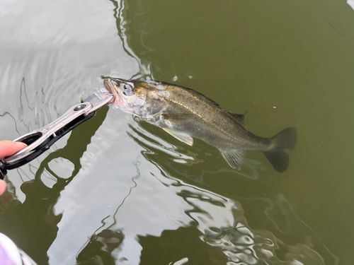 セイゴ（マルスズキ）の釣果