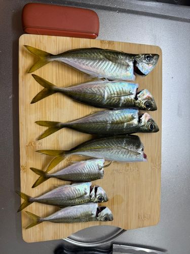 アジの釣果