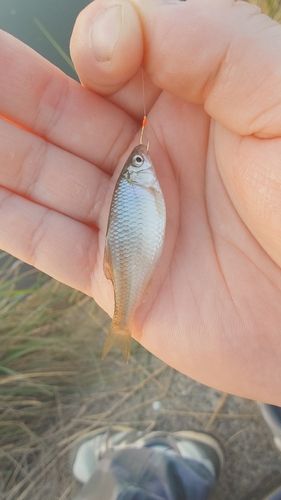 タナゴの釣果