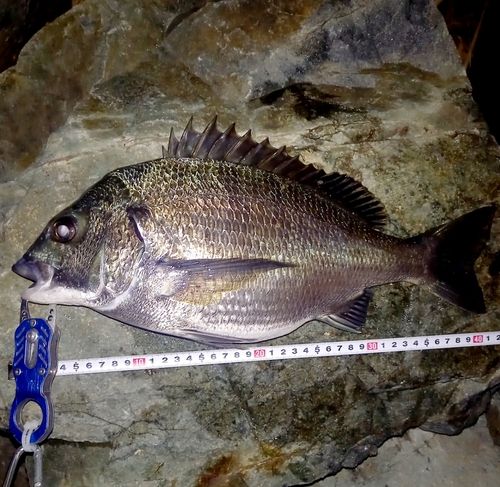チヌの釣果