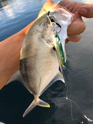 ロウニンアジの釣果