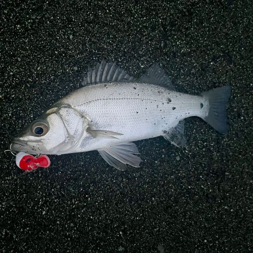 セイゴ（ヒラスズキ）の釣果