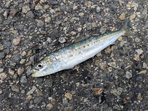 マイワシの釣果