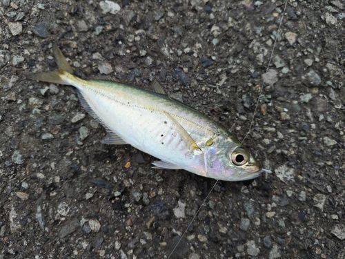 アオアジの釣果