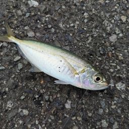 アオアジ