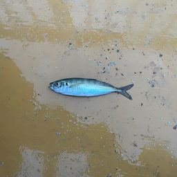 アジ