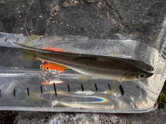 カワムツの釣果